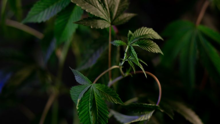 cannabis samen